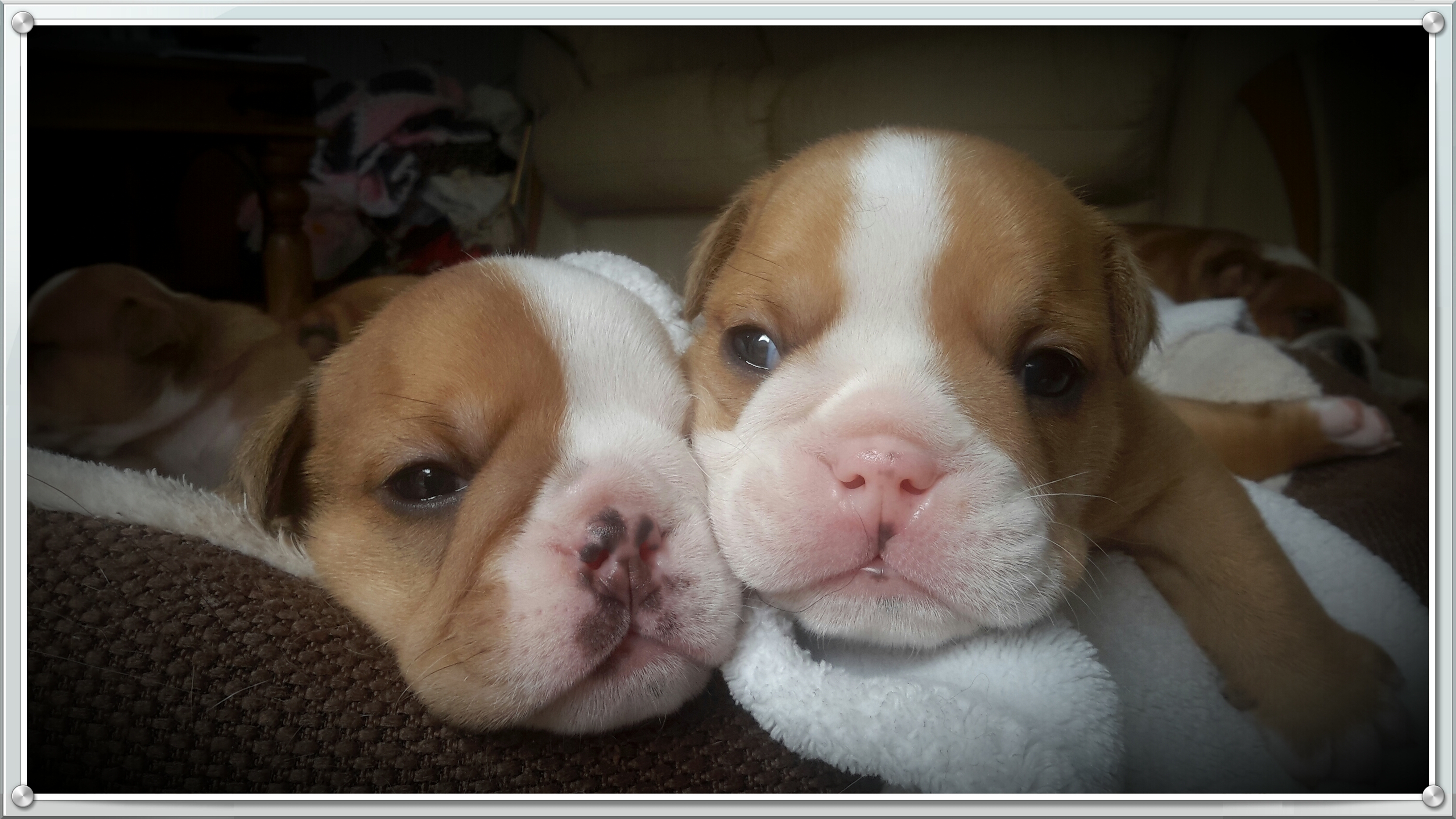 3 week old cheap bulldog puppies